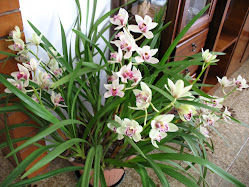 Orchidee 2011