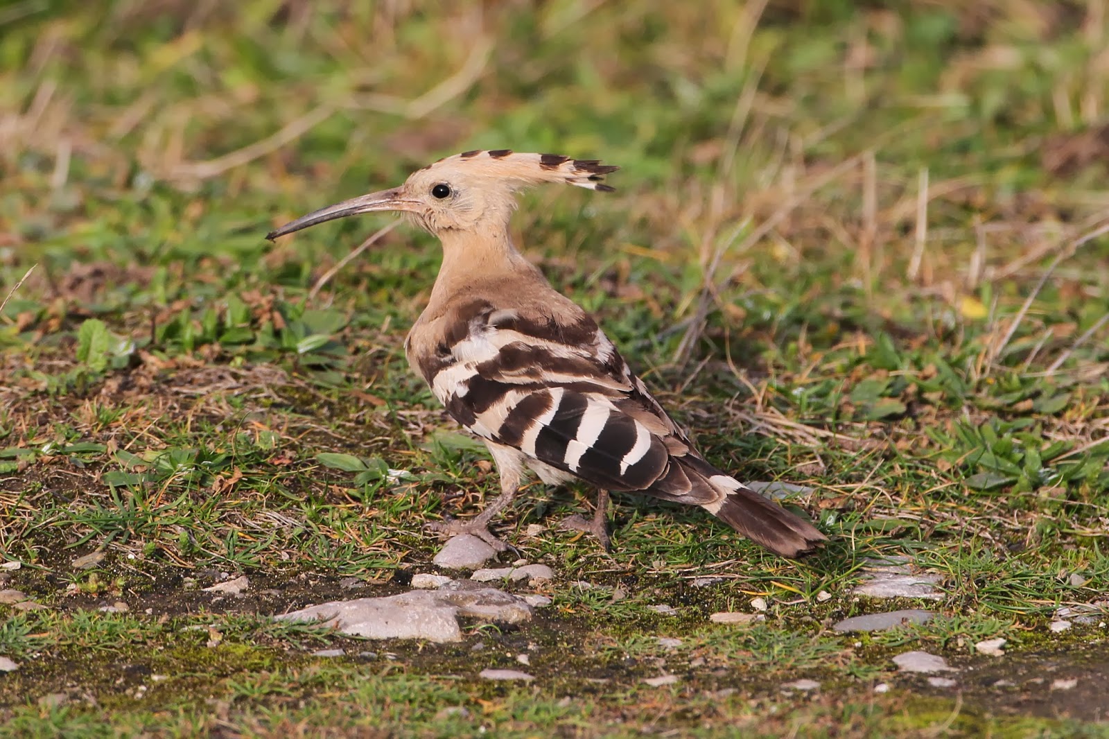 We Bird North Wales Hoopoe still at Pensarn