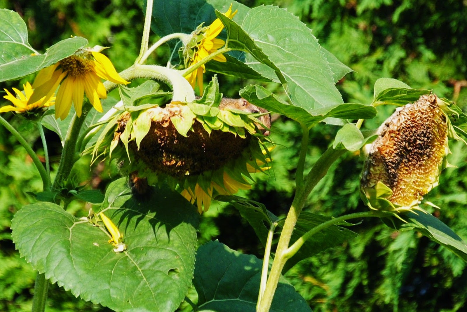 Nodding Onion Gardens: Summer Sunflowers & Goldfinches, just for fun