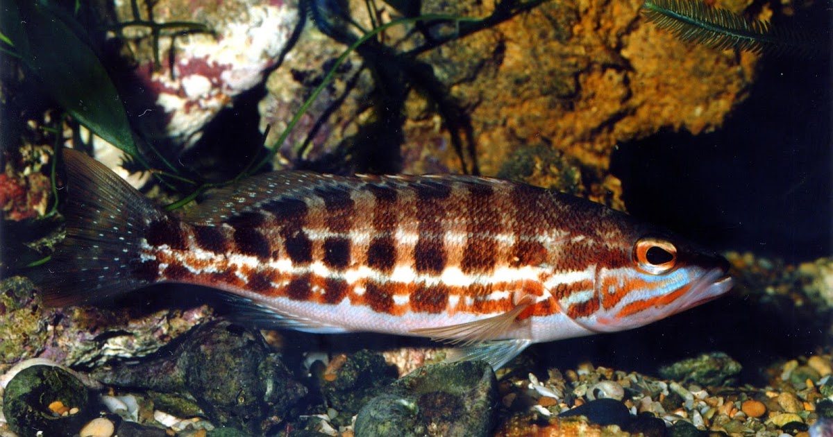 Peces y plantas ornamentales: Serranus Cabrilla - Serrano