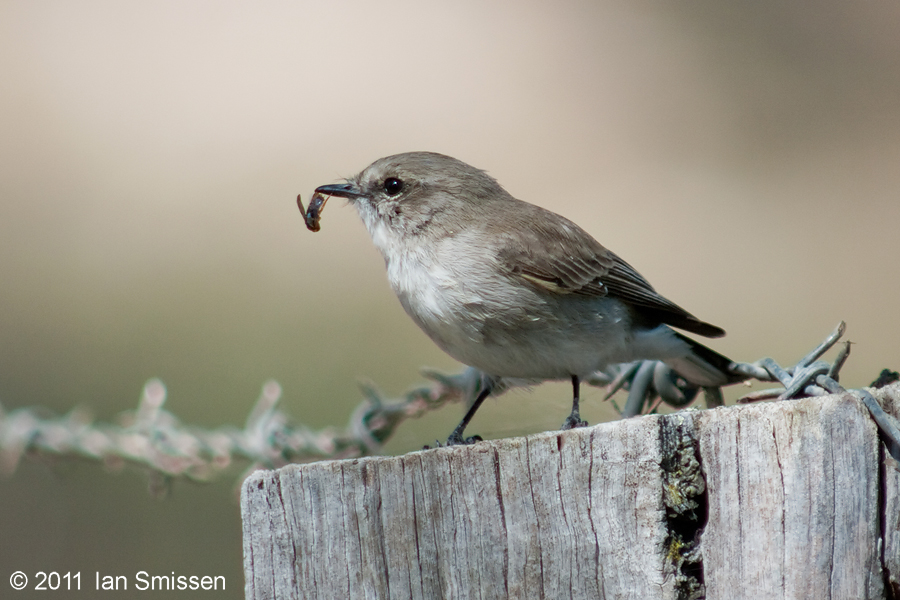 A passion for birds... NorthCentral Victoria