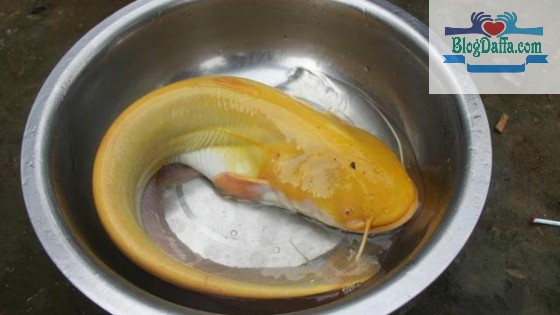 Lele Kuning Lele Kuning