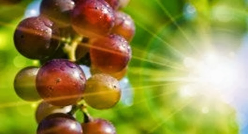 Grape Seed Extract Outperforms Chemo in Killing Advanced Cancer Cells