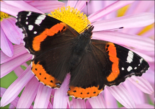 Red Admiral ~ Butterfly of The Earth