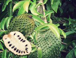 Durian Belanda