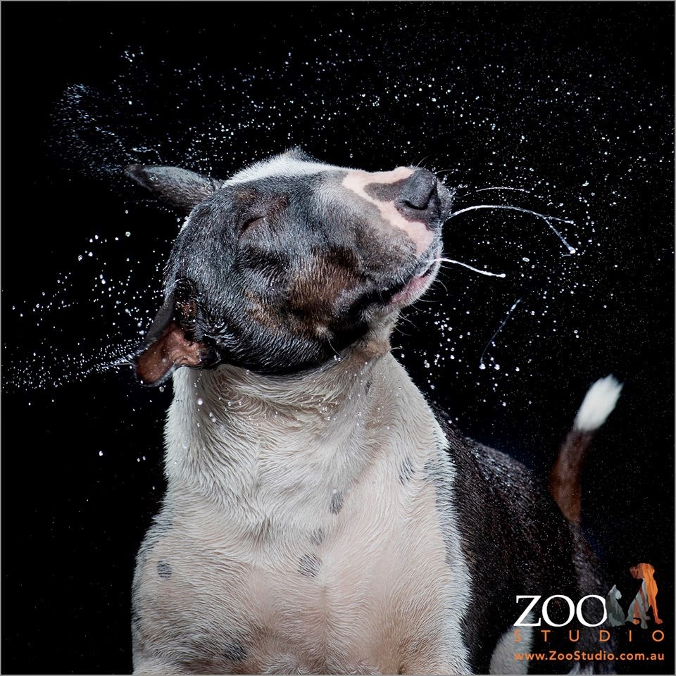 Lisa's World Zoo Studio Animal Art Photography