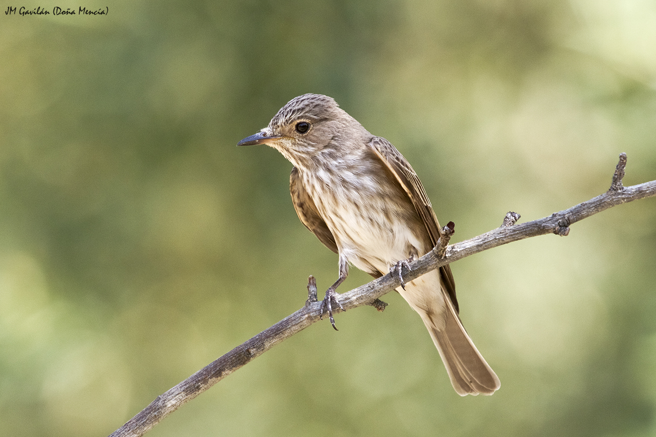 Fotografía de Naturaleza - JM Gavilán: Papamoscas gris (Muscicapa striata)