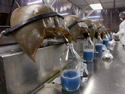 Horseshoe crabs have weird, bright blue blood Grist Horseshoe crabs have weird, bright blue blood Grist