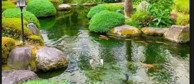 Contoh Gambar Kolam Ikan Minimalis (Kolam Ikan Koi, Kolam Ikan Hias, dan Taman Kolam Ikan)