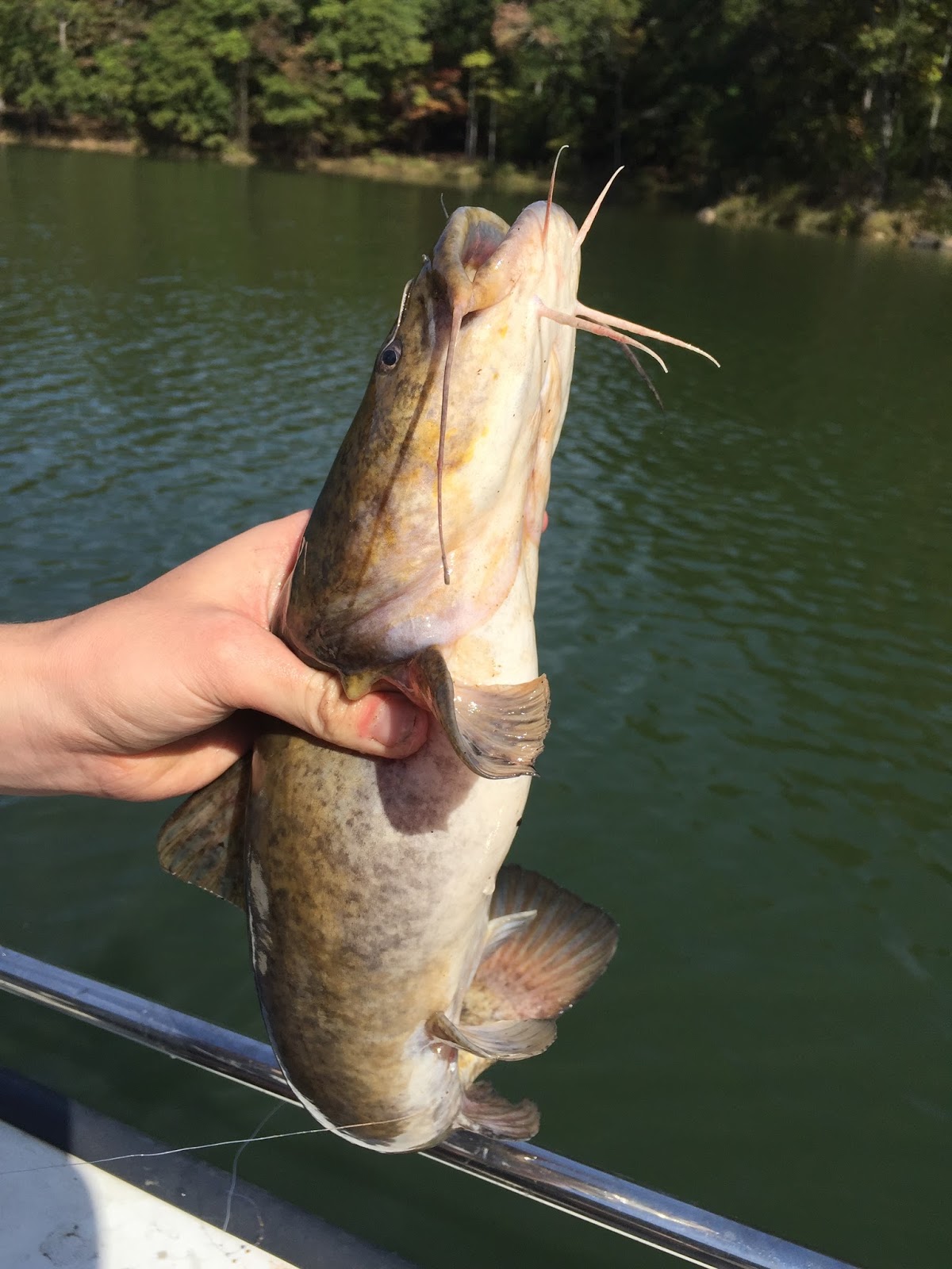 mrvaguefishmusic Catfishin' at Mountain Island Lake October Flathead