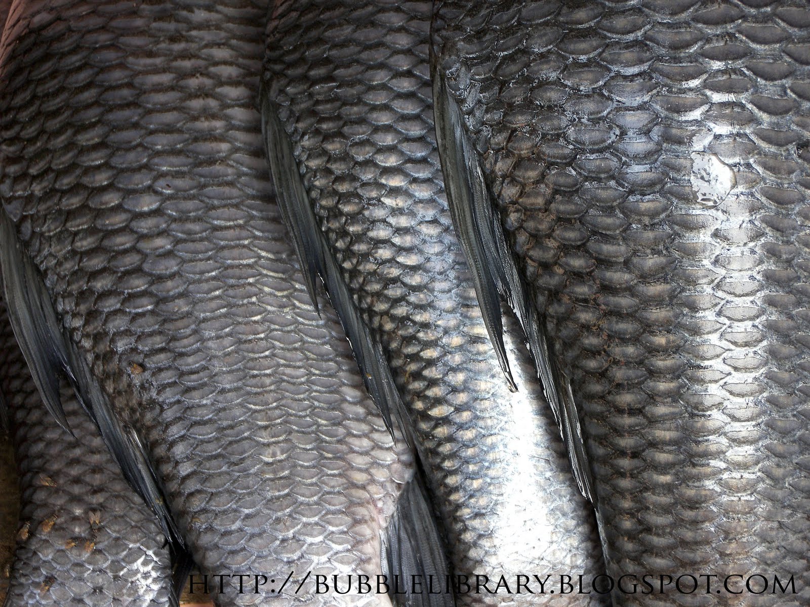 B u B b L e L i B R A R Y What are fish scales?