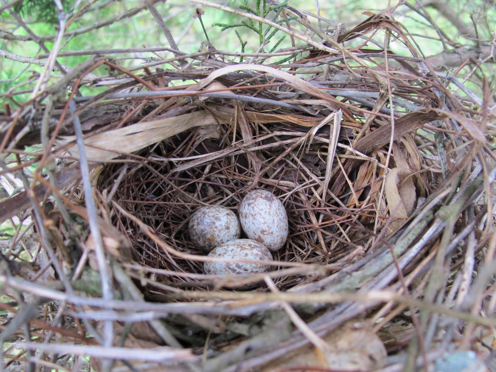 Their nests. Яйца птицы Кардинал.