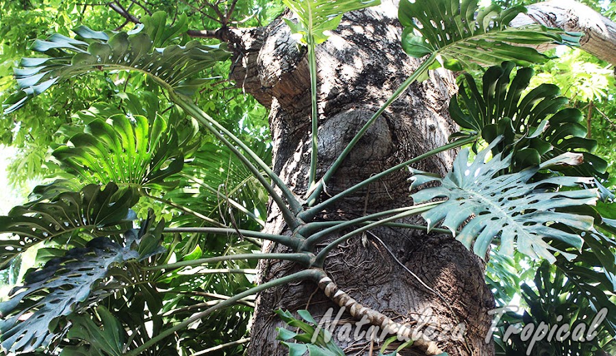 Monstera deliciosa creciendo sobre un árbol, Costilla de Adán