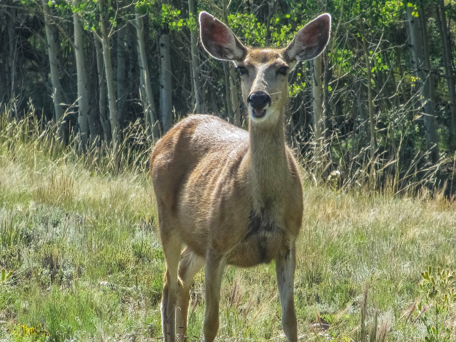 Cannundrums: Mule Deer