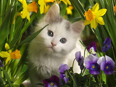  cute kitty flowers 