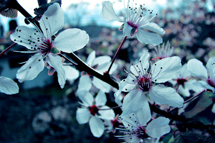 Semua Posting Tentang Wallpaper Bunga Sakura Background Hitam Ada