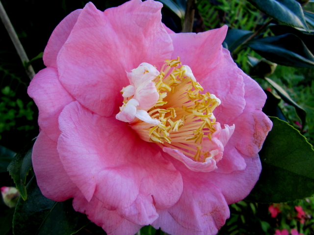 The Garden At Possum Creek A Camellia Quest