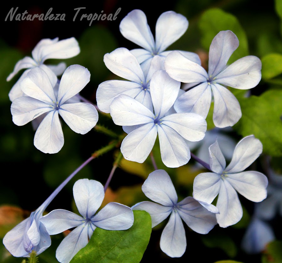 Flores características de la planta protocarnívora conocida popularmente como Celestina, Plumbago auriculata