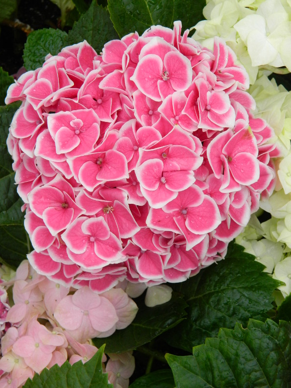 From The Garden Of Zen Ajisai Hydrangea Macrophylla Flowers