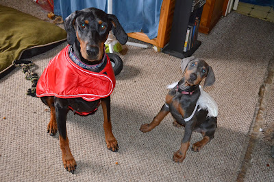 Duchess Do-Right and Misty Blue Angel Photo by Trisha Field