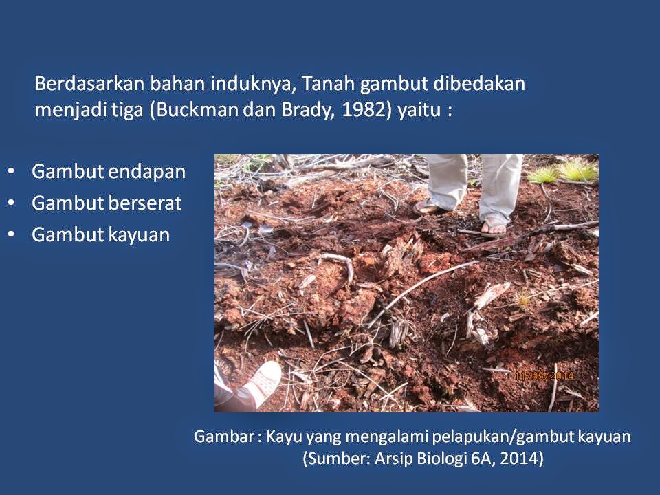 HUTAN RAWA GAMBUT