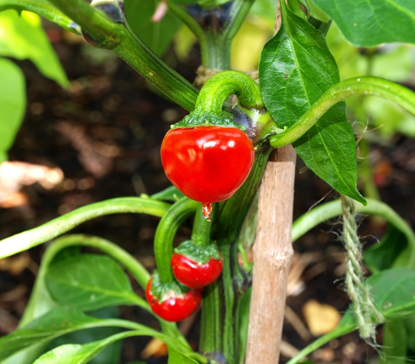 Mark's Veg Plot: Good things come to those who wait...