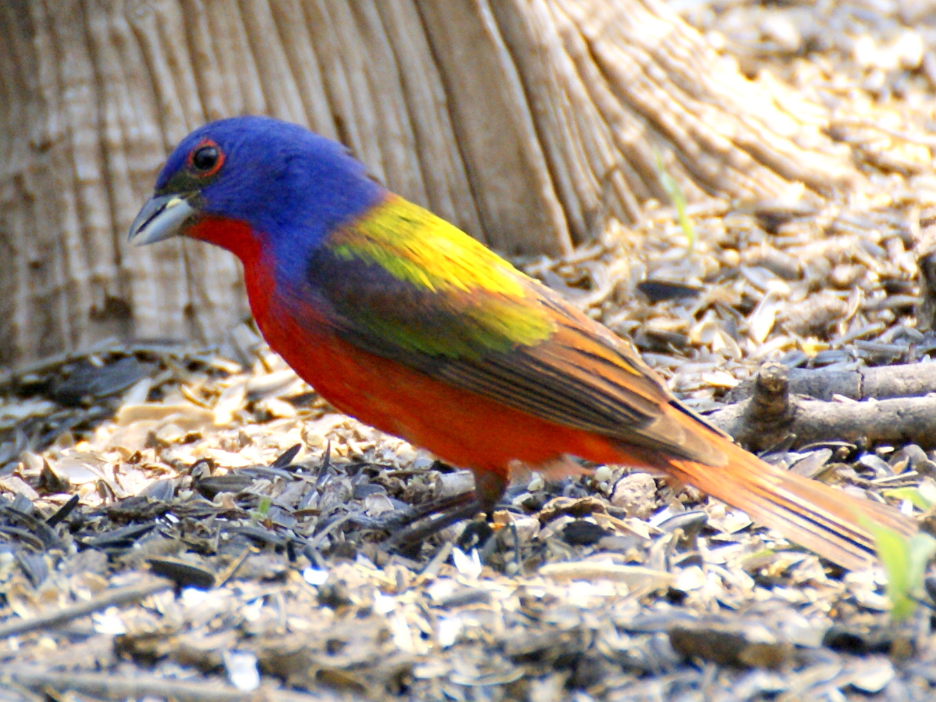 SE Texas Birding & Wildlife Watching An Exceptional Park