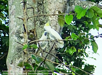 Birding tour in Manokwari forest
