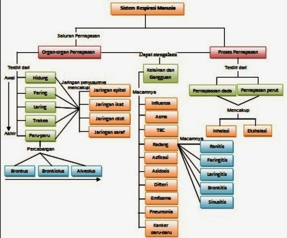Peta Konsep Sistem Respirasi Pada Manusia - IMAGESEE