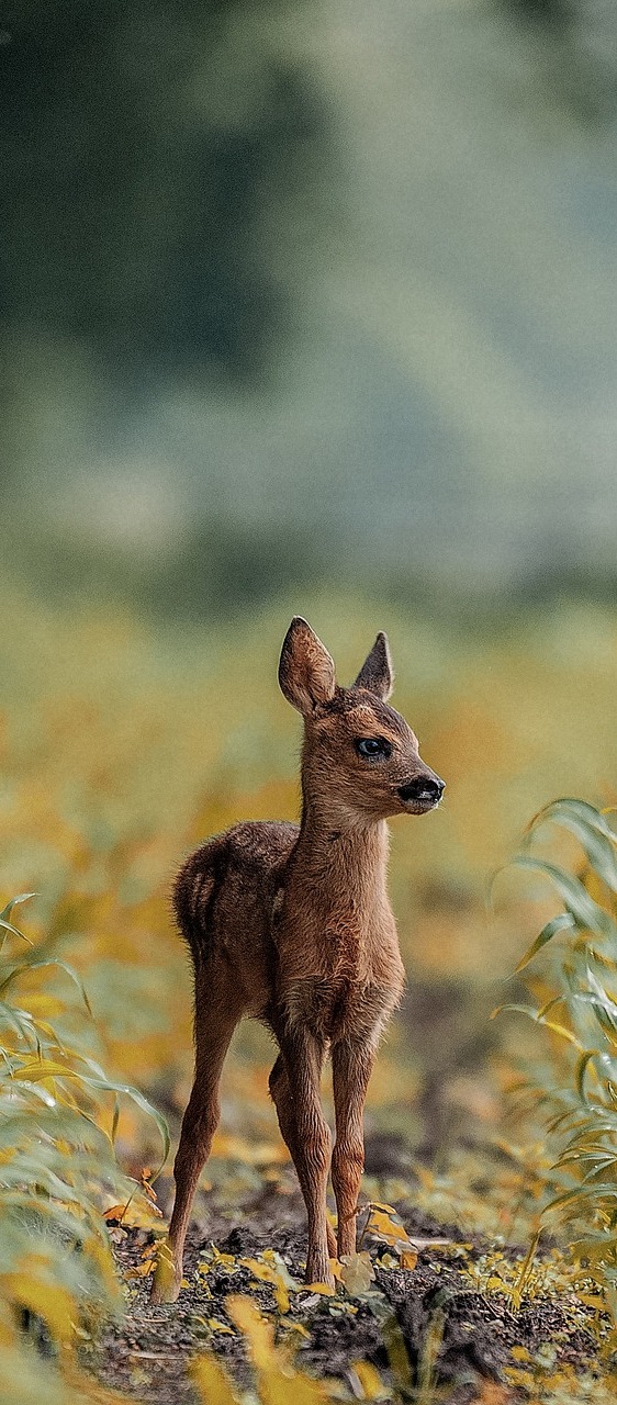 A lovely baby deer.