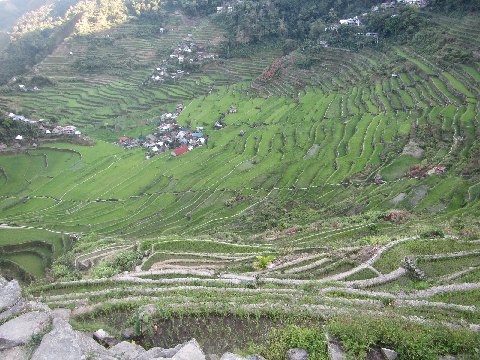 LEXICAL CROWN: BATAD RICE TERRACES