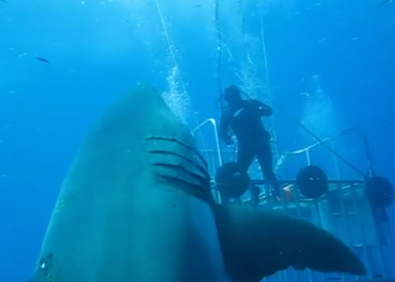 cryptonaut-in-exile: Deep Blue