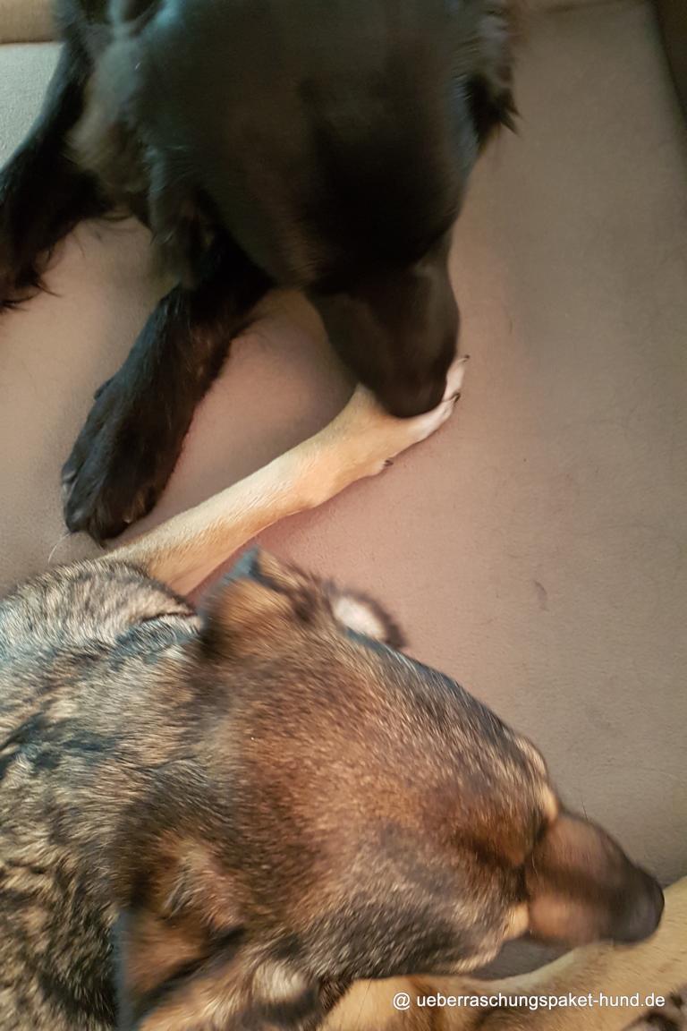 Uberraschungspaket Hund Ein Hundeblog Der Zeigt Wie