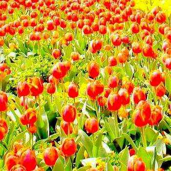 Tulips in Canberra Floriade