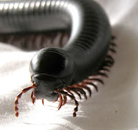 What is the differences between millipedes and centipedes?