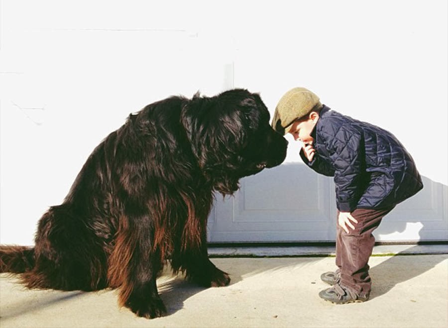 Ньюфаундленд щеноктитбуль. Ньюфаундленд отношение к детям. Чарли огромная собака.