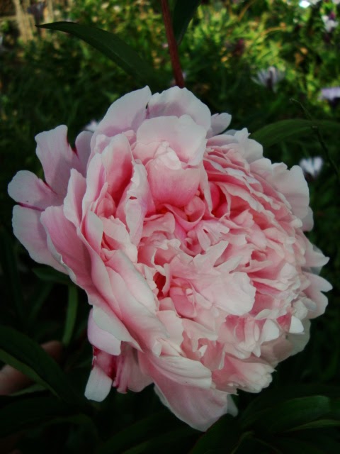 PEONIA ( Paeonia lactiflora ) - El Jardín de Elbe