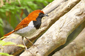 bird,male, Ryukyu Robin