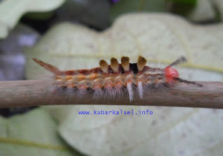 cara mengatasi wabah ulat bulu