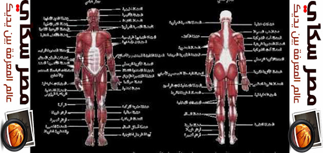  الجهاز العضلى وأنواعة  Muscular system 