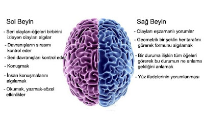 Sağ ve Sol Beynin işlevleri