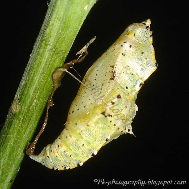 Large Cabbage White Butterfly Life Cycle Nature, Cultural, and Travel