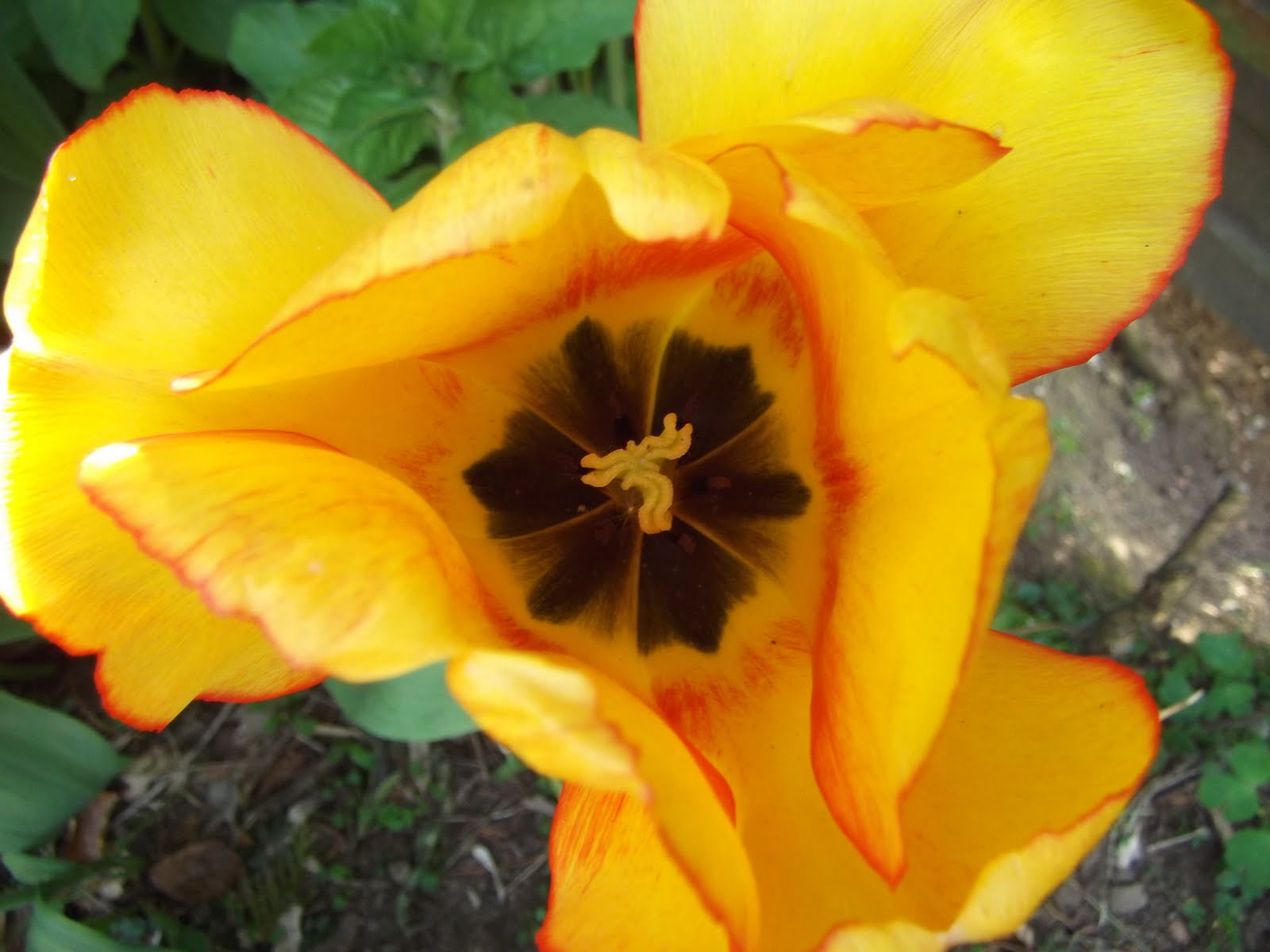 Photo Symphony Inside flowers