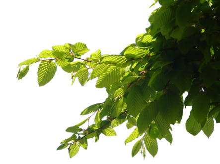 Super Nature Cb Editing Png