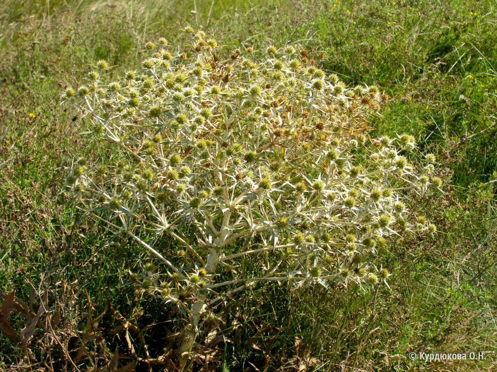 Синеголовник полевой - Eryngium campestre L. . Список сорных растений и  семенная продуктивность, характеристика и название сорняков