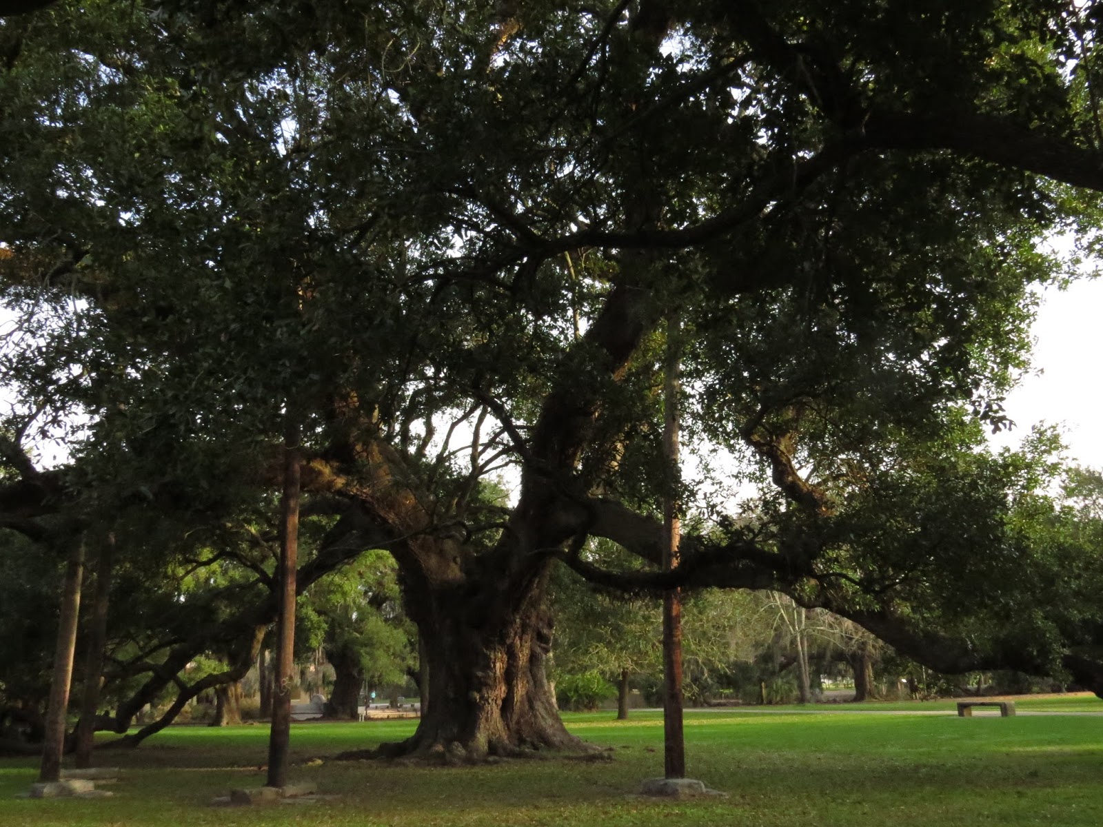 Adventures of a Vagabond Volunteer The Trees of New Orleans City Park