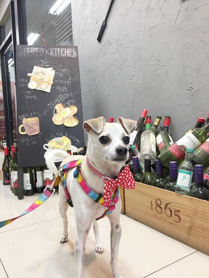 HAPPYHAZEL We went to a Dog Friendly Restaurant in Korea Stereo