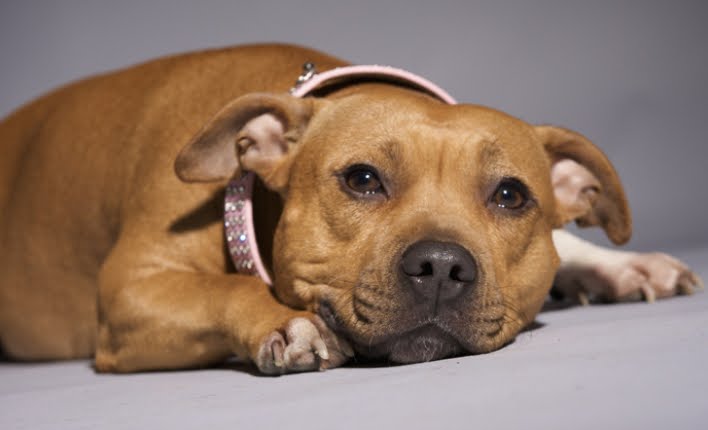 Stafforshire Bullterrier quale razza canina contro ansia depressione