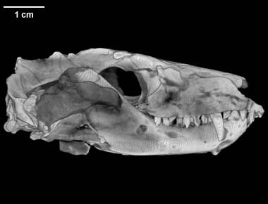 Thrinaxodon skull