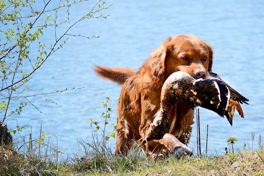 Nova Scotia Duck Tolling Retriever